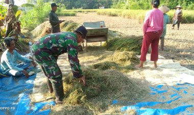 Panen Padi Petani Klego Meningkat Berkat Inpari 64