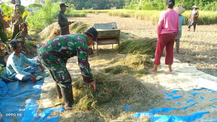 Panen Padi Petani Klego Meningkat Berkat Inpari 64