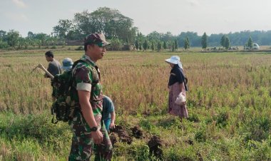 Babinsa Gropyok Tikus Selamatkan Padi Kemusu