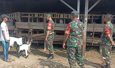 Babinsa Dampingi Ternak Kambing Warga Kalijambe untuk Ketahanan Pangan