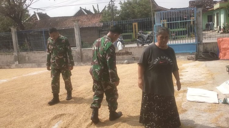 Babinsa Sragen Bantu Petani Jemur Padi Usai Hujan Deras