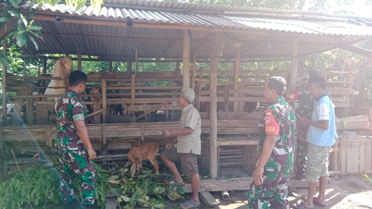 Babinsa Dorong Peternak Kambing Peleman Maju dan Mandiri