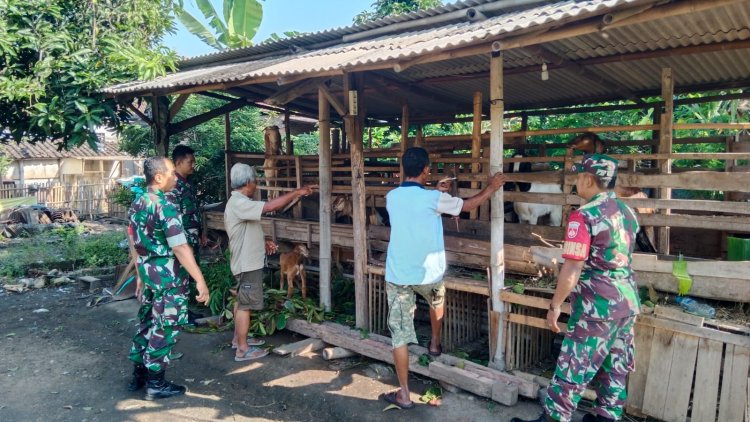 Babinsa Dorong Peternak Kambing Peleman Maju dan Mandiri
