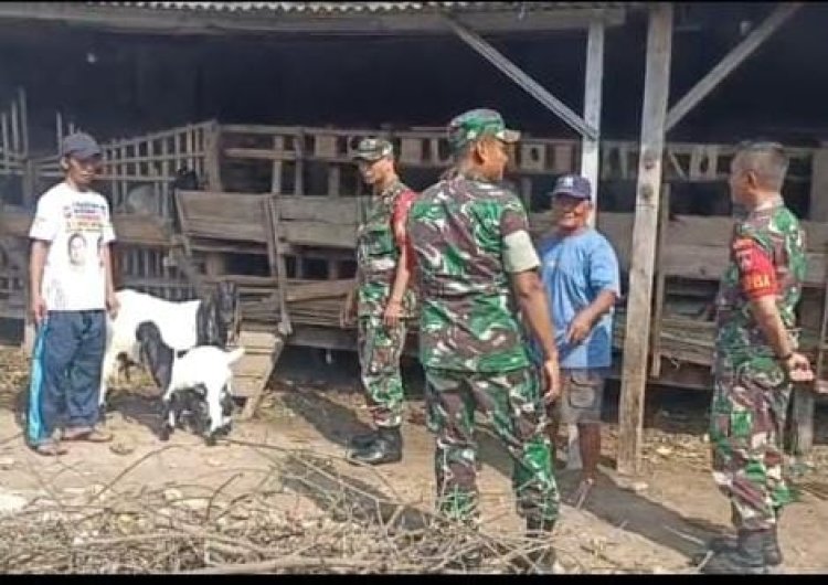 Babinsa Dampingi Ternak Kambing Warga Kalijambe untuk Ketahanan Pangan