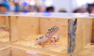 Leopard Gecko Jadi Primadona Pameran Reptil di Pets Day Out 2025 Pekanbaru
