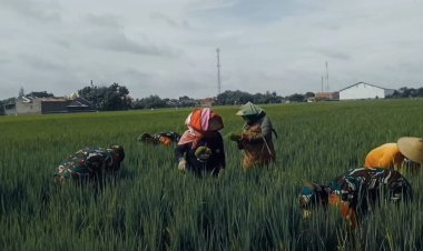 Babinsa Sragen Bantu Petani Bersihkan Gulma dan Sulam Padi