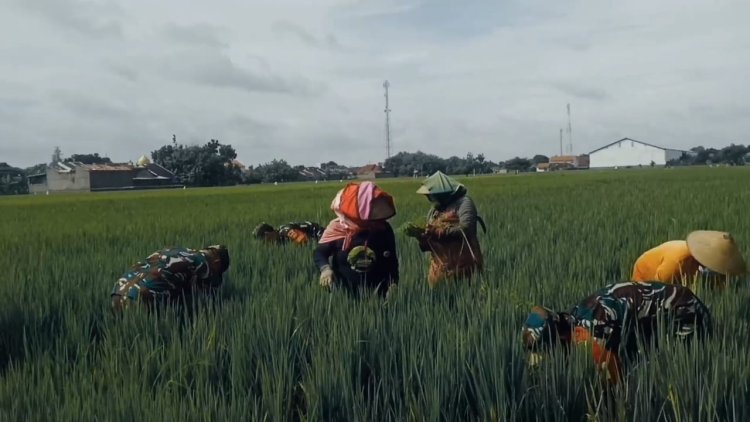 Babinsa Sragen Bantu Petani Bersihkan Gulma dan Sulam Padi