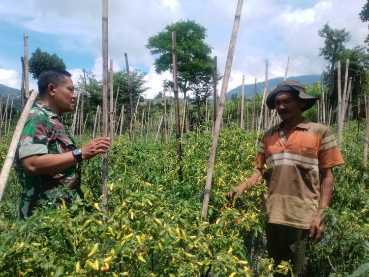 Babinsa Cepogo Bantu Panen Cabai, Perkuat Ketahanan Pangan