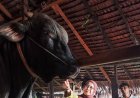 Sapi Jumbo Riau Diusulkan Jadi Bantuan Presiden Iduladha 1447 H