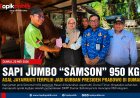Sapi Jumbo Samson 950 Kg Jadi Kurban Presiden Prabowo di Dumai