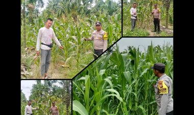 Bhabinkamtibmas Polsek Merbau Pantau Jagung Pipil Dukung Ketahanan Pangan