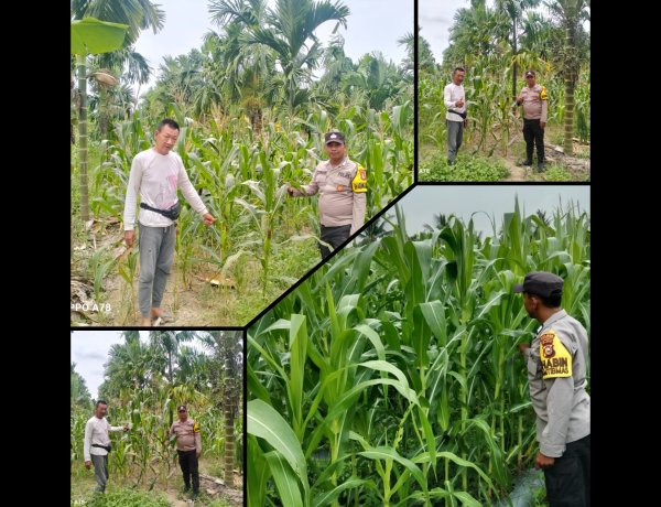 Bhabinkamtibmas Polsek Merbau Pantau Jagung Pipil Dukung Ketahanan Pangan