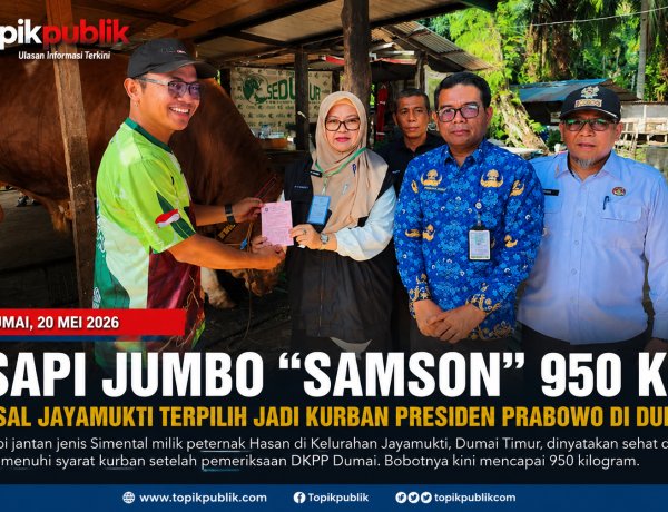 Sapi Jumbo Samson 950 Kg Jadi Kurban Presiden Prabowo di Dumai