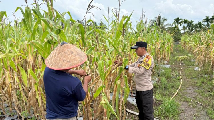 Polsek Merbau Kawal Ketahanan Pangan, Pantau Lahan Jagung Warga