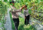 Dukung Ketahanan Pangan, Bhabinkamtibmas Polsek Pangkalan Kerinci Monitoring Lahan Pekarangan Bergizi Milik Warga