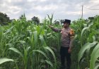 Polsek Tebing Tinggi Barat Monitoring dan Pembinaan Tanaman Jagung Milik Kelompok Tani Tunas Harapan Maju Desa Gogok Darussalam