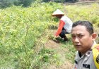 Aipda Wempi Kamri Personil Polsek Pangkalan Kerinci Giat Monitoring Lahan Pekarangan Bergizi Guna Dukung Ketahanan Pangan