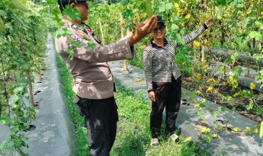 Dukung Ketahanan Pangan, Bhabinkamtibmas Polsek Pangkalan Kerinci Monitoring Lahan Pekarangan Bergizi Milik Warga