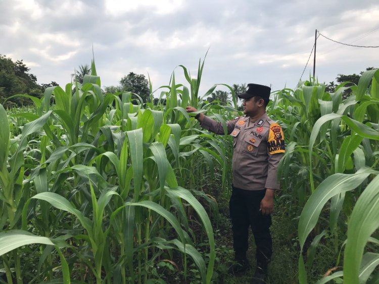 Polsek Tebing Tinggi Barat Monitoring dan Pembinaan Tanaman Jagung Milik Kelompok Tani Tunas Harapan Maju Desa Gogok Darussalam