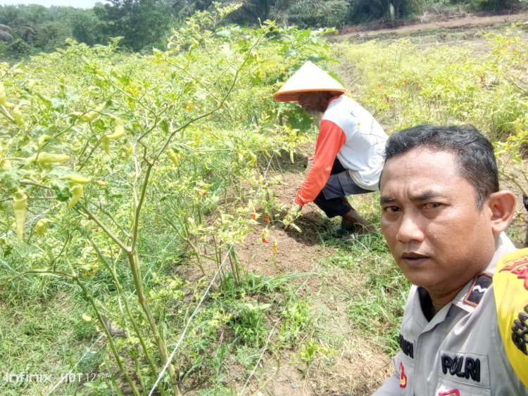 Aipda Wempi Kamri Personil Polsek Pangkalan Kerinci Giat Monitoring Lahan Pekarangan Bergizi Guna Dukung Ketahanan Pangan